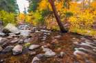 Fall color along Bishop Creek-Inyo National Forest-California-USA Art Print